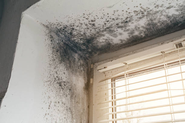 Affordable Mold Remediation solutions in Rocky Mount, NC